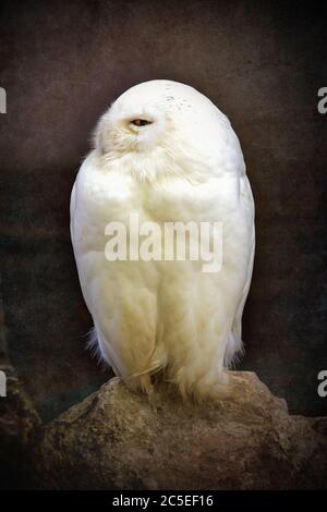 Hibou enneigé perché sur un rocher. Effet texturé en bois vieilli vintage. Banque D'Images