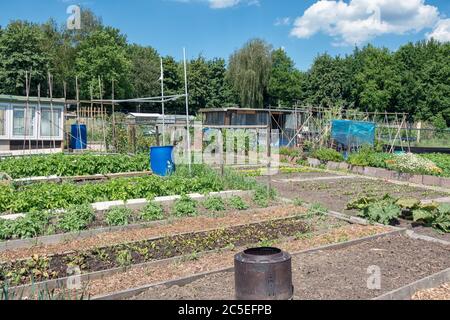 Jardin hollandais avec légumes en pleine croissance, tonneau et hangar Banque D'Images