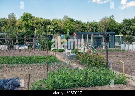 Jardin hollandais avec légumes en pleine croissance, piquets de haricots et hangar Banque D'Images