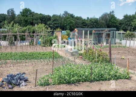 Jardin hollandais avec légumes en pleine croissance, piquets de haricots et hangar Banque D'Images