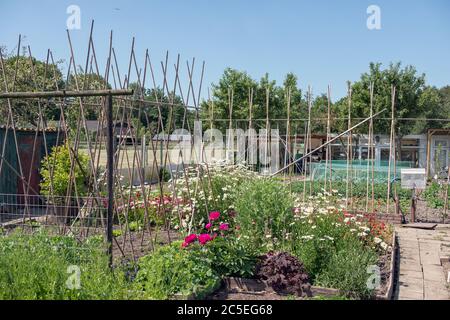 Jardin hollandais avec légumes en pleine croissance, piquets de haricots et hangar Banque D'Images