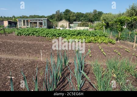 Jardin hollandais avec poireaux en croissance, oignons, pommes de terre et hangar Banque D'Images