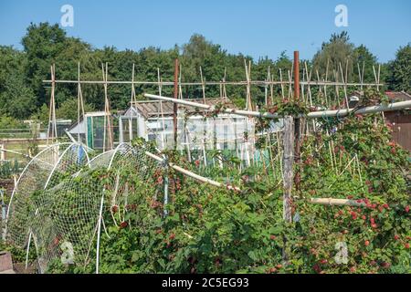 Jardin hollandais avec framboises en croissance, piquets de haricots et hangar Banque D'Images