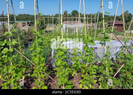 Jardin hollandais avec légumes en pleine croissance, piquets de haricots et hangar Banque D'Images