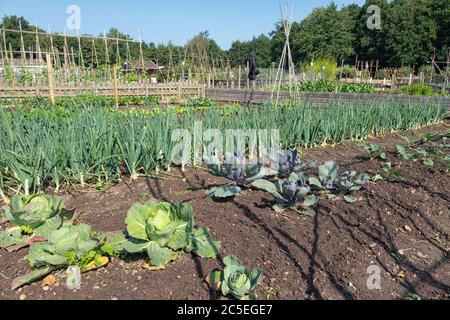 Jardin hollandais avec des coals en croissance, des syndicats, du poireau et du hangar Banque D'Images