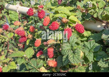 Jardin hollandais avec framboises en pleine croissance au printemps Banque D'Images