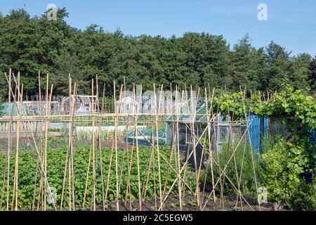 Jardin hollandais avec légumes en pleine croissance, piquets de haricots et hangar Banque D'Images