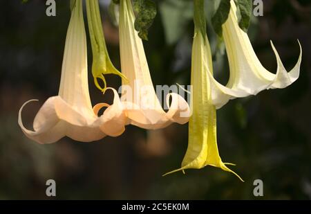 Grandes fleurs lourdes de Brugmansia, Angel trompette, fond macro floral naturel Banque D'Images