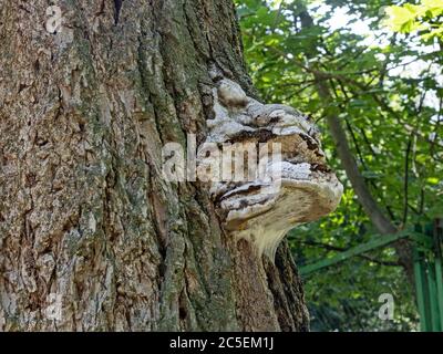 Le champignon de l'arbre de chaga, ressemblant à la tête d'un léopard, a grandi sur le tronc d'un Elm vivace. L'arrière-plan présente un léger flou Banque D'Images