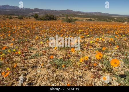 Un champ rempli d'un tapis de fleurs sauvages au printemps dans le Parc National de Namaqua en Afrique du Sud Banque D'Images