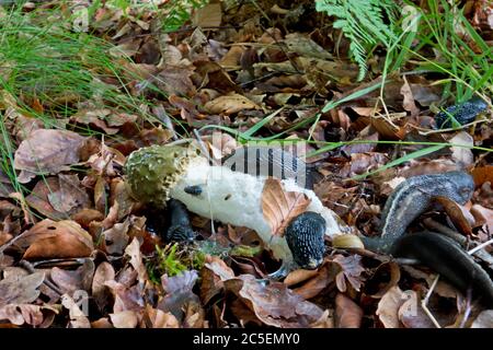 Des limaces sur le Stinkhorn commun tombé, se nourrissant de sa chaux Banque D'Images