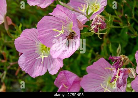 Abeille et belles fleurs Pink Evening Primrose près de la mer en Grèce. Banque D'Images
