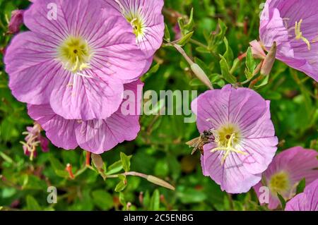 Abeille et belles fleurs Pink Evening Primrose près de la mer en Grèce. Banque D'Images