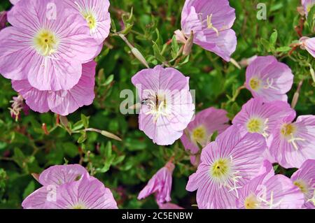 Abeille et belles fleurs Pink Evening Primrose près de la mer en Grèce. Banque D'Images