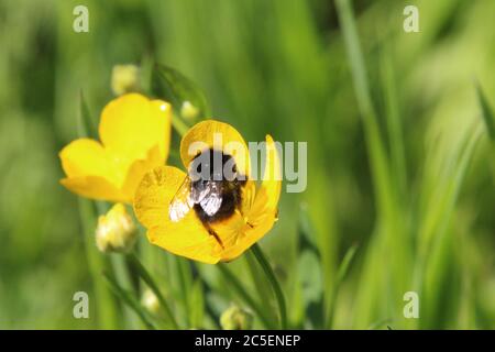 Abeille à queue rouge dans une coupe de beurre, pays de Galles, Royaume-Uni Banque D'Images