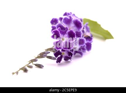 Fleurs violettes aux bords blancs de Duranta erecta, baies de pigeon Banque D'Images