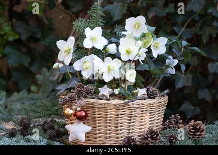 helleborus niger dans le panier comme décoration de jardin d'hiver Banque D'Images