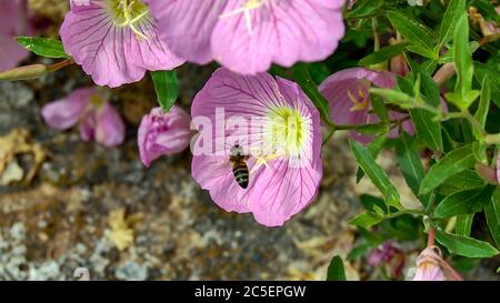 Abeille et belles fleurs Pink Evening Primrose près de la mer en Grèce. Banque D'Images