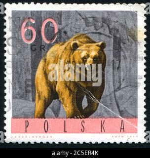 POLOGNE - VERS 1965 : timbre imprimé par la Pologne, montre l'ours, vers 1965. Banque D'Images