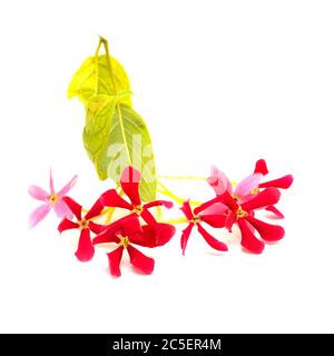 Combretum indicum, fleurs de chèvrefeuille chinoises isolées sur blanc Banque D'Images