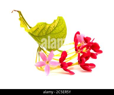 Combretum indicum, fleurs de chèvrefeuille chinoises isolées sur blanc Banque D'Images