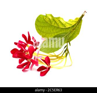 Combretum indicum, fleurs de chèvrefeuille chinoises isolées sur blanc Banque D'Images