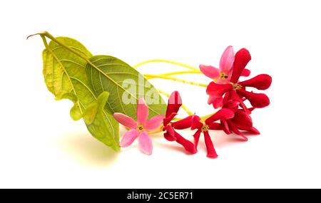 Combretum indicum, fleurs de chèvrefeuille chinoises isolées sur blanc Banque D'Images