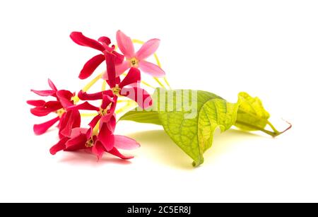 Combretum indicum, fleurs de chèvrefeuille chinoises isolées sur blanc Banque D'Images