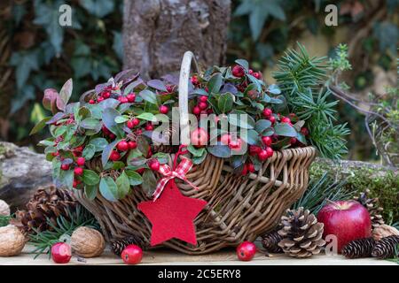 gaultheria procumbens dans le panier comme décoration de jardin d'hiver Banque D'Images