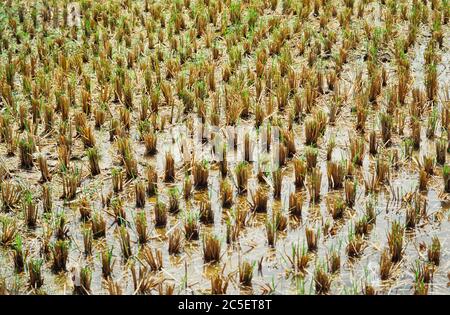 Riz padi, plante de riz cultivée, Oryza sativa, Banque D'Images