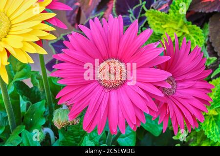 Le gerbera, membre de la famille des Marguerite, a été nommé en l'honneur du botaniste allemand Traugott Gerber. Banque D'Images