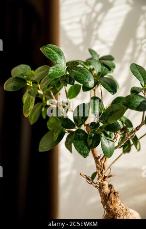 bonsai ginseng ou ficus retusa également connu sous le nom de banyan ou arbre figuier chinois. Petite plante bonsai ficus microcarpa ginseng sur fond blanc, rayons ensoleillés. Banque D'Images