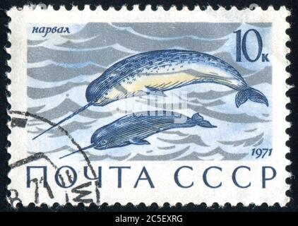 RUSSIE - VERS 1971 : timbre imprimé par la Russie, montre Narwhals, vers 1971. Banque D'Images