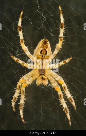 Araignée DIAdem, Araneus diadematus. Banque D'Images