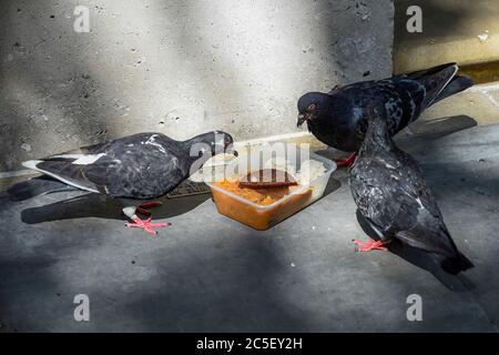 Londres, Royaume-Uni. 2 juillet 2020. Les pigeons sauvages (Columba livia domestica) se régalent d'un repas à emporter mis au rebut dans l'avenue Northumberland. Credit: Stephen Chung / Alay Live News Banque D'Images