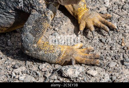 Les jambes d'un iguana terrestre sont équipées de fort griffes adaptées à l'excavation Banque D'Images