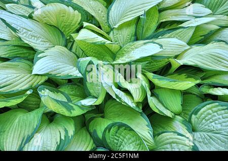 Gros plan coloré de feuilles vertes de Hosta à la végétation luxuriante et variées (également appelées lis plantain). Image d'arrière-plan possible. Banque D'Images