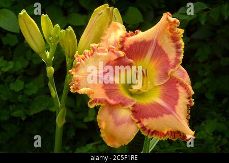 Gros plan sur la fleur de carrioles colorées avec pétales de pêche, bordures de marron et or à volants, yeux orange-rouge vif et gorge jaune-vert (Hemerocallis). Banque D'Images