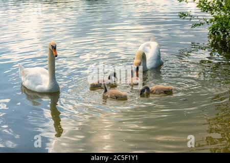 Cygnes et leurs cygnets au parc national Haysden à Tonbridge, Kent Banque D'Images