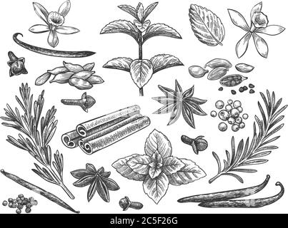 Épices gravées. Cardamome, fleur de vanille et gousse. Menthe, poivre noir et romarin, clous de girofle. Ensemble de vecteurs de cuisine indienne dessinés à la main Illustration de Vecteur