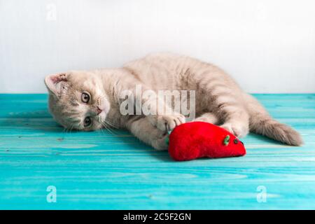 Un petit chaton gai un Britannique Shorthair race de couleur beige pêche joue avec une souris rouge jouet sur un sol en bois bleu Banque D'Images