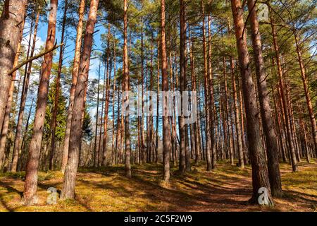 Paysage européen de la forêt de pins, les pins sont en plein soleil le jour de l'été Banque D'Images