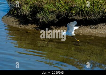 L'aigrette enneigée vole au-dessus de l'eau avec ses pieds jaunes qui traînent derrière elle à la réserve écologique Bolsa Chica. Ses os sont visibles à travers ses ailes. Banque D'Images