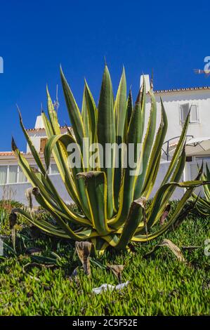 Agave americana avec des bouts de feuilles sèches dans la maison avec une maison Banque D'Images