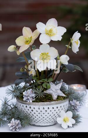 décoration de noël blanche avec helleborus niger en pot Banque D'Images