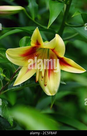 Fleur de nénuphars bicolore orange et jaune Banque D'Images