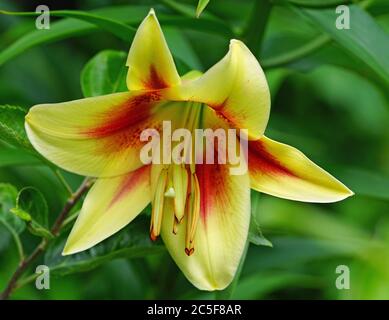 Fleur de nénuphars bicolore orange et jaune Banque D'Images