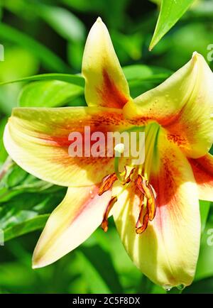 Fleur de nénuphars bicolore orange et jaune Banque D'Images