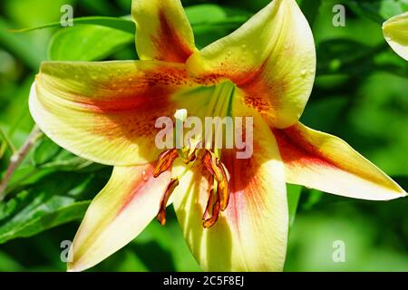 Fleur de nénuphars bicolore orange et jaune Banque D'Images