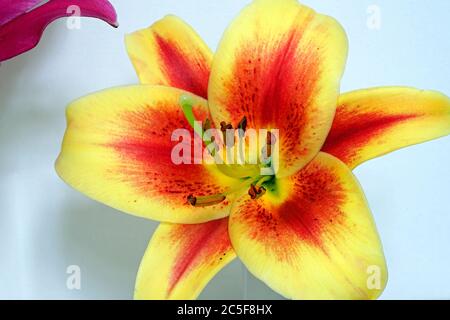 Fleur de nénuphars bicolore orange et jaune Banque D'Images